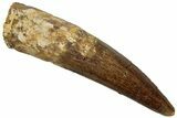 Fossil Spinosaurus Tooth - Real Dinosaur Tooth #319054-1